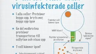 Tredje försvarsnivån. Vita blodkroppar och immunitet