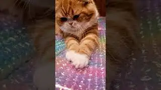 【ASMR】猫がプチプチする音：連続ポップ 😺 Bubble Wrap Popping ASMR