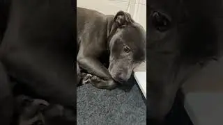 Owner Help Mother Pitbull Dog😍❤️