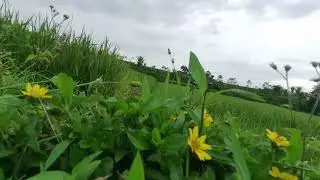 Pesona Sawah Lega