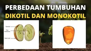 PERBEDAAN TUMBUHAN DIKOTIL DAN MONOKOTIL