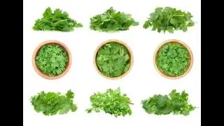 Thyroid Ayurvedic Treatment by Rajiv Dixit - Treatment of thyroid with coriander. Home Remedies H...