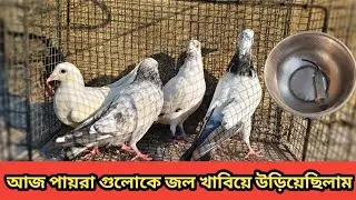 আজ পায়রা গুলোকে পানি খাবিয়ে উড়িয়েছিলাম অতটা ভালো রেজাল্ট পেলাম না