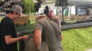 Bagging up 200 pounds of freshly harvested Centennial hops at Goschie Farms