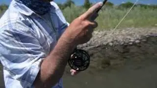 Montana Salmonfly Hatch
