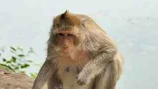Papa Banjo Accepted Grooming Only Little Gabe   Little Monkey Autumn Has No Chance