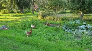 Chicken-Tok first video
