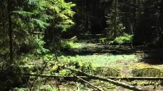 Puszcza Knyszyńska - rezerwat Krzemianka