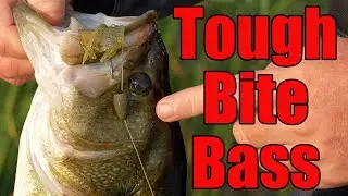 Frog Bite DEAD? Flip THICK Cover for BIG Bass!