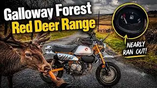 Galloway Forest on a Honda Monkey | Deer, Wild Goats & Trouble Brewing