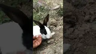 teasing him 😂💗#bunny #shortvideo #trending #youtubeshorts #animals #petlover #viralsong #music #pets