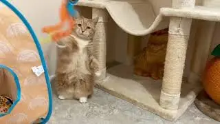 Meet Kitty, a cat available for adoption at the Wisconsin Humane Society!