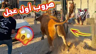 هروب أول عجل برتغالي من داخل مزرعة هلال الجوكر