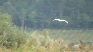 Airone bianco maggiore nel Biotopo 