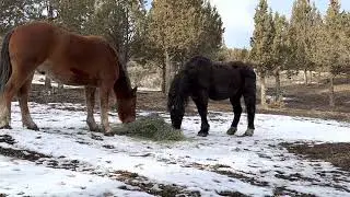 Goliath and his family have breakfast