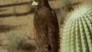 Harris's Hawk Cooperative Hunting