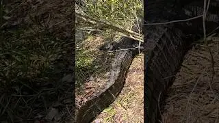 RUN OR FIGHT!!? Just another day in Florida. #hunting #camp #alligator #hunt #hog #turkey #florida