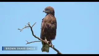 Brown Snake-Eagle | Matheniko Wildlife Reserve (BMPCC 6K)