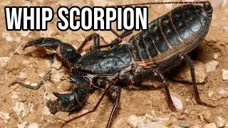 What Exactly Is: Vinegaroon | Loved and Feared