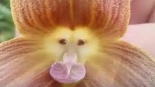 &ldquo;Monkey-Faced&rdquo; Orchids