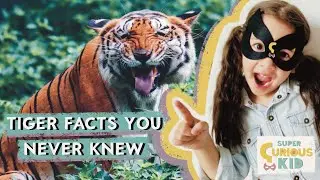What are the weirdest tiger facts? | Tiger Fun Facts For kids| Fun Animal Facts | Super Curious Kid