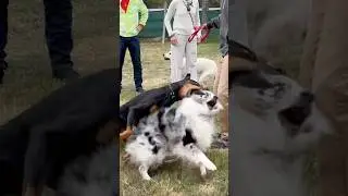 Nothing helps a dog more than a perfectly timed, perfectly placed correction from another dog.