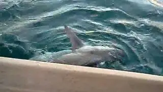 Shark fishing in the Southern Outer Banks