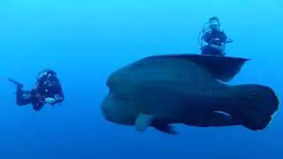 Incontro ravvicinato con un Pesce Napoleone di quasi 200 Kg