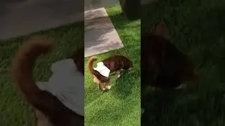 DOG'S INSTINCT IS  TO LOOK FOR A PLACE TO PEE #shortvideo #trendingshorts #shortsfeed #shortsviral