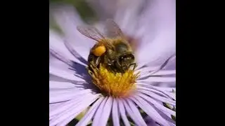Pollinator Protector of NC: Debbie Roos