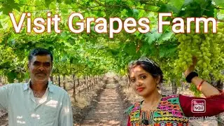 Grapes Farming In Nasik|Grapes in hindi|
