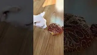 Very Funny Animal | Frog | Cat #ytshorts #cats #frogs