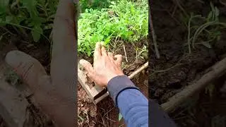 TAHAPAN pertama pembuatan valiran buah tomat yang simpel dan cepat