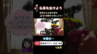 仏花を生けよう【教徳寺ver.】坊守さんに生け方のコツを教わりましょう！ #shorts #flowers #仏花