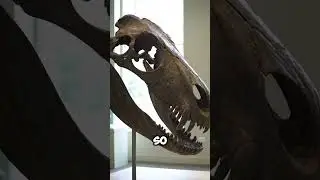 Sarcosuchus: The Croc Bigger Than a Bus! #sarcosuchus #ancientbeasts  #naturehistory  #scaryanimals
