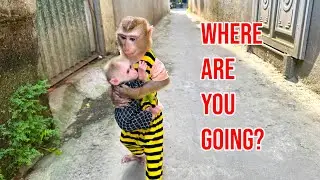 Where is monkey Kaka carrying monkey Mit?