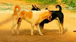 Best time Good team happy natural life happy to meeting lucky young boy in team very strong king