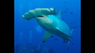 2025 Cocos Island Underwater Photography