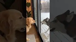 Dog conflict