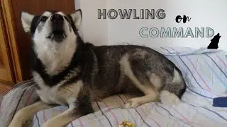 Liza is howling on command | LizaTheMalamute