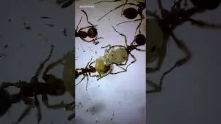 Red Fire Ants Under Microscope