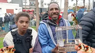 سوق القريعة للطيور يوم الأحد 1/2/2026 تعرف على اثمنة مختلف أنواع الطيور الزينة والمغردة والحسون 