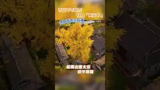 西安千年銀杏似披「黃金甲」，相傳唐太宗親手栽種。#shorts #西安 #銀杏