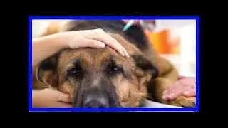 Cushing-Syndrom bei Hunden: Was ist das?