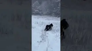 BRT Kova  running in a snow