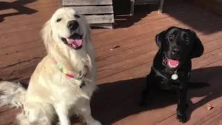 Stacy the Service Dog