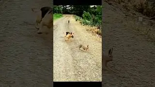 Fast Chase German Shepherd vs Rabbit in Heart-Pounding Showdown