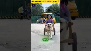 Dog Pickup The Owner #shortvideo