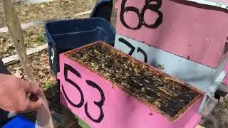 2018 Harbo VSH II queen survived through 2 winters so far.