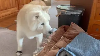 赤ちゃんを迎え入れるため模様替えをしていたら、なんだか寂しそうな表情を見せだす柴犬を見て抱きしめたくなりました。